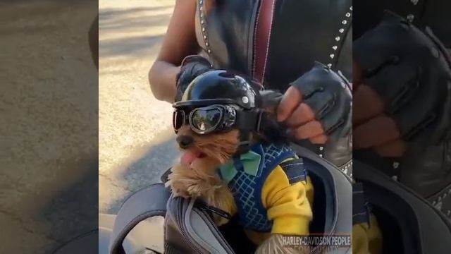 Мини байкер.mp4