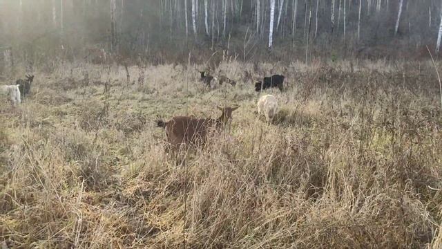 Ноябрь козы пастбище Сибирь 十一月山羊牧场西伯利亚 смотреть онлайн