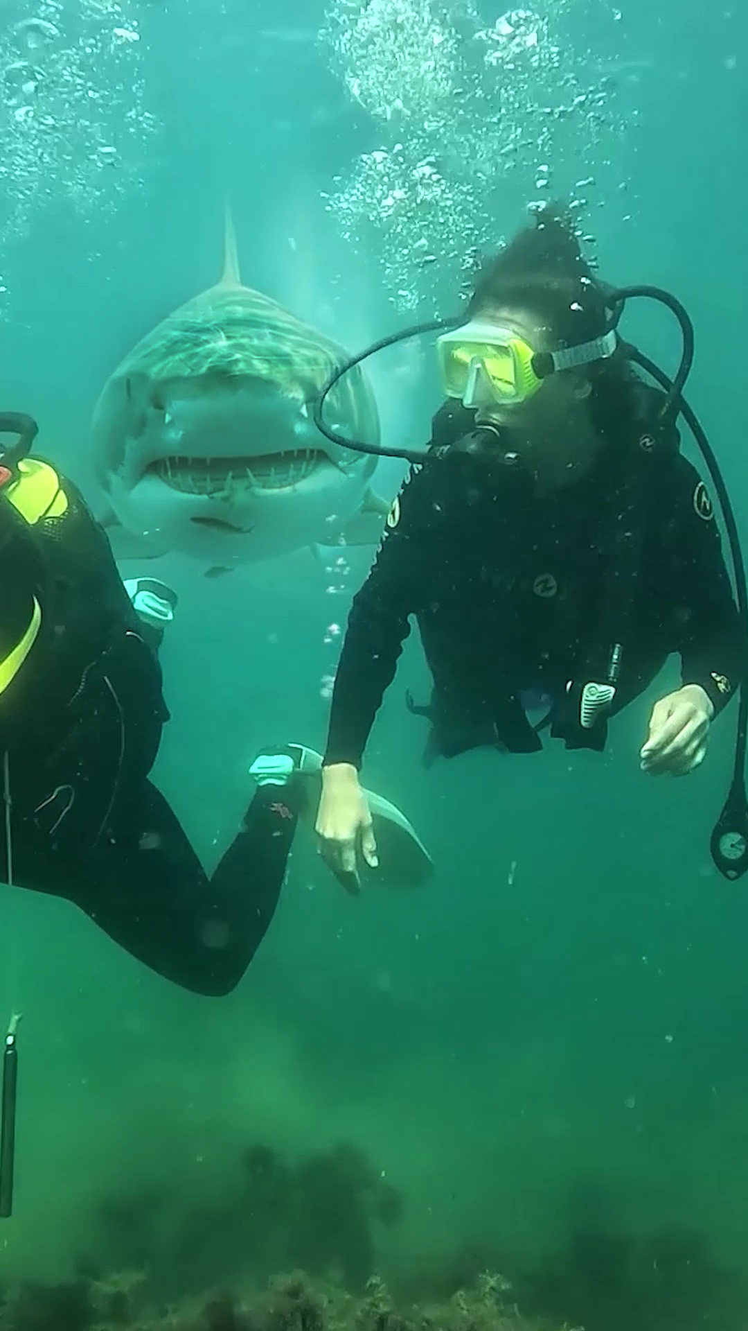 Акула которой в Черном море нет😲 смотреть онлайн