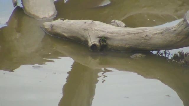 Djuma: Water Monitor Lizard on an adventure - 16:10 - 02/03/19 смотреть онлайн