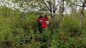 Собираем грибы и ягоды на Сахалине!