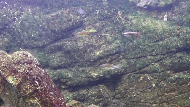Leopard Danio: Amazing Fish смотреть онлайн