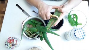 как приготовить косметический гель из алоэ