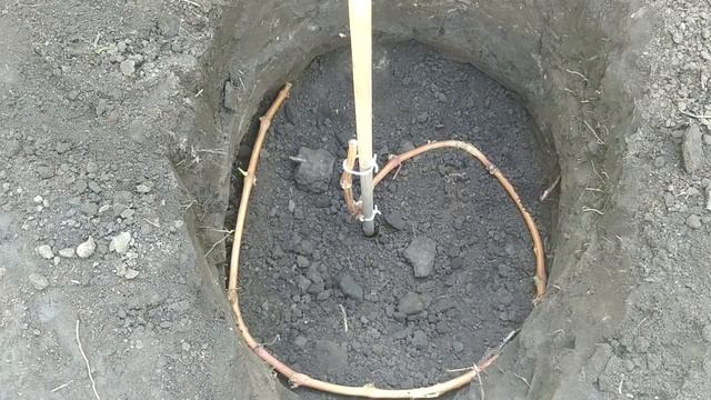 ? ПРОСТЕЙШАЯ ПОСАДКА ВИНОГРАДА ДЛИННЫМ ЧЕРЕНКОМ. Как посадить черенки или чубуки винограда осенью. смотреть онлайн