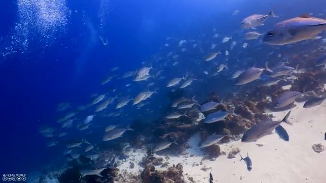 Life Of The Ocean 4K (ULTRA HD) - Marine Species With Relaxing Music And Ocean Sounds