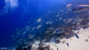 Life Of The Ocean 4K (ULTRA HD) - Marine Species With Relaxing Music And Ocean Sounds