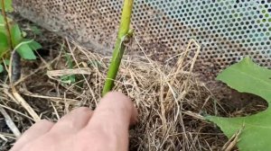 как укоренить шелковицу летом