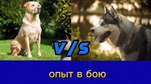 Лабрадор против сибирской хаски!!! ANIMALS BATTLE BIT.