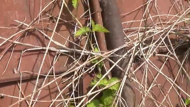 M2U04782 25 июня пн 2018 г Памятник ВОВ ДОТ № г Калуга Плетенёвка смотреть онлайн