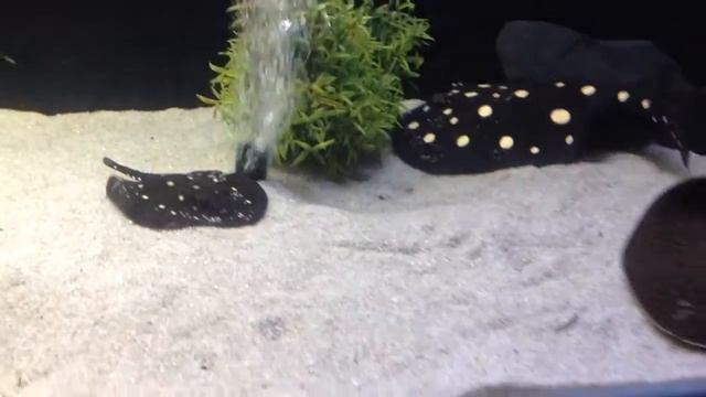 Stingray 09.11.2013 смотреть онлайн