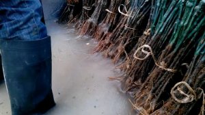 Применение гидрогеля -суперабсорбента Влагосорб в одном из хозяйств Крыма 1