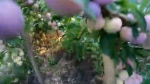 Диплоидная слива сорт средний Супериор(plum Superior)