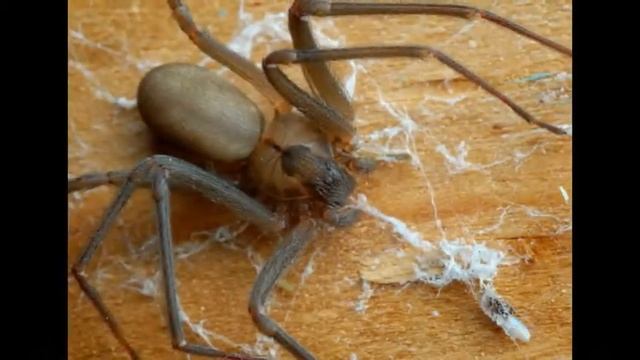 ТОП 10 САМЫХ МЕРЗКИХ ПАУКОВ В МИРЕ смотреть онлайн