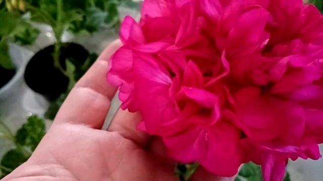 Выставка./Вы только посмотрите, сколько цветов! смотреть онлайн