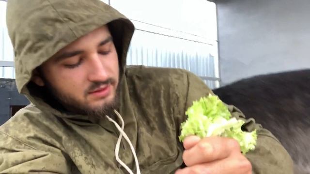 Волк вегетарианец, Канадский волк Акела, пробует зелень. Северный волк , крупный волк, Волк на Ямал смотреть онлайн