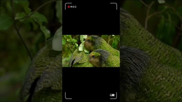 | Kakapo Parrot || Parrot ?|| Beautiful Kakapo Parrot || #shorts #viral смотреть онлайн