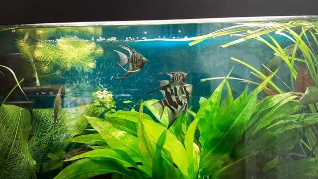 Почему Скалярии сьедают свою икру?#Будни аквариума. смотреть онлайн