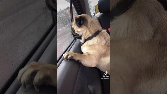 какова красота)