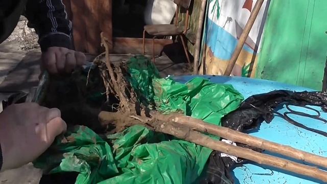 Осмотр саженцев и подготовка корневой системы к посадке смотреть онлайн