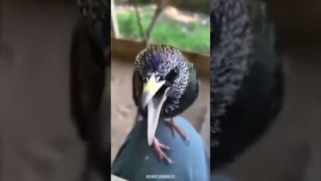 Пение птиц - самый лучший вокал Природы! Всевышний создал птиц и одарил их Райским голосом. смотреть онлайн