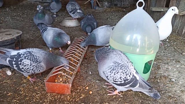 СПОРТИВНІ ГОЛУБИ. SPORT PIGEON. ПРОГРАМА ГОДУВАННЯ ДЕНЬ 2. ПОБАЧИВ КУНИЦЮ. смотреть онлайн