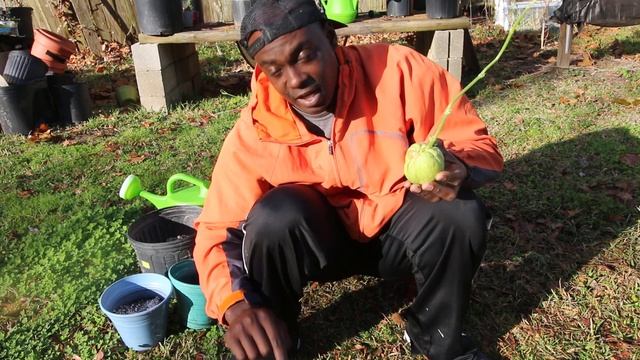 How To Plant Mirlitons Like The Pros|Chayote Planting Episode