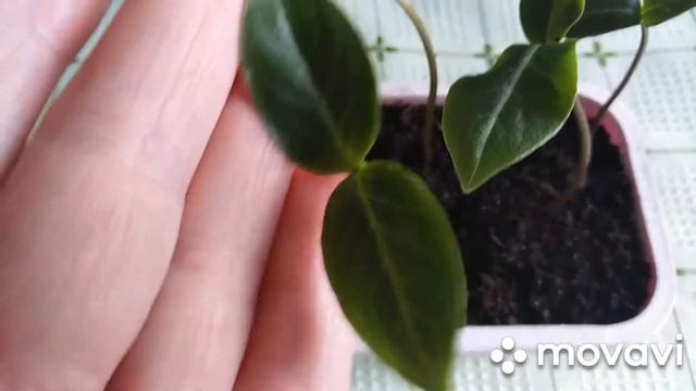 Кобея из семян. Мой опыт смотреть онлайн