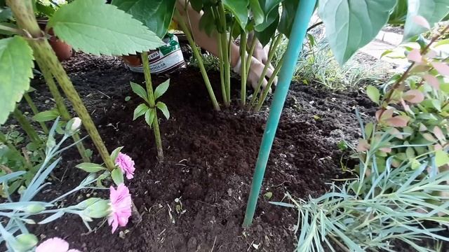 Бутоны на пионах  Вторая подкормка для пышного цветения