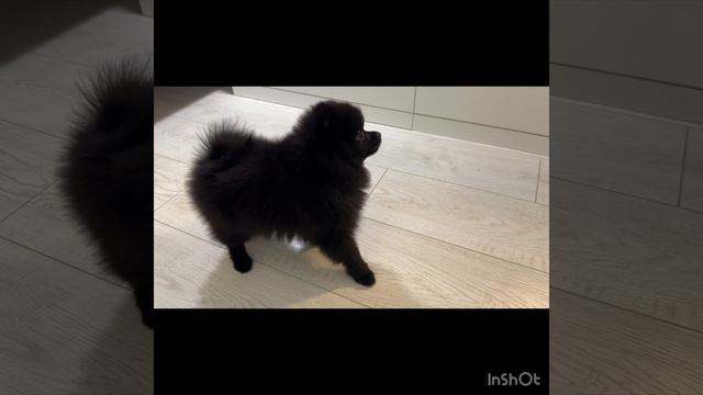 Померанский Шпиц девочка смотреть онлайн