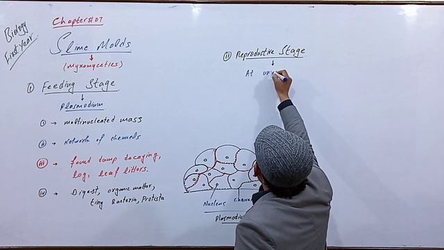 #SlimeMolds #Myxomycota #FungusLikeProtista смотреть онлайн