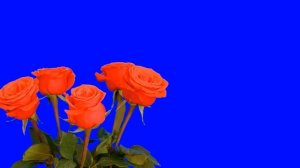 Букет цветов футаж для видеомонтажа хромакей 