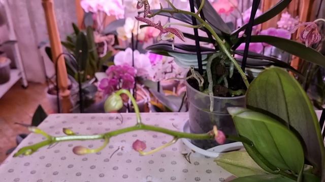 НОВЫЕ СОРТОВЫЕ ОРХИДЕИ в Рождество ? Phal. Yuka | Phal. Bronze Maiden | Phal. Multi, aroma, воск смотреть онлайн