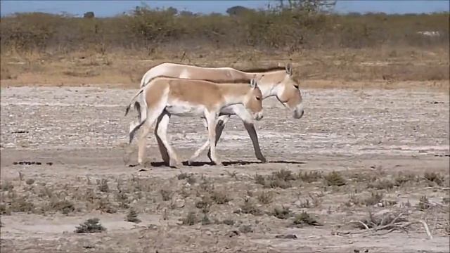 Индия Осел Хур 2012