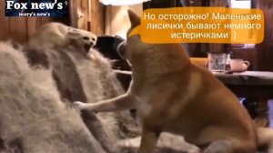 10 забавных причин купить домашнюю лису! Смешная лиса дома! Лиса фенек.