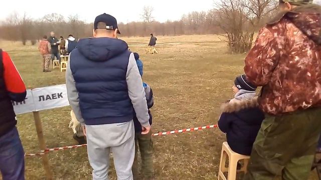 Кобели ЗС лайки младшая группа смотреть онлайн