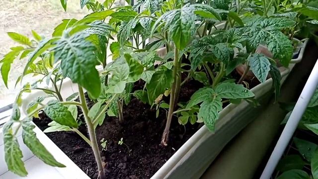 Домашние Растишки. смотреть онлайн