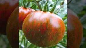 ПОМИДОРЫ ШОКОЛАДНАЯ ЗЕБРА -ОПИСАНИЕ СОРТА