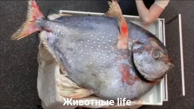 КРАСНОПЕРЫЙ ОПАХ?/Животные life/Рыбы/Животные/Интересные факты смотреть онлайн