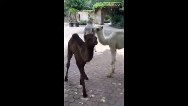 Sing your camel to bed смотреть онлайн