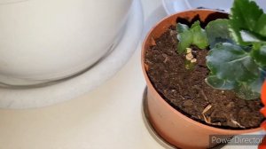 Каланхоэ как заставить цвести?