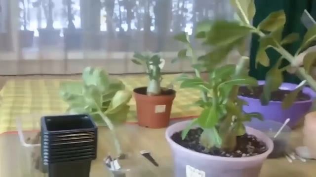 Размножение Адениумов черенками, укоренение черенков адениума! 1 часть. смотреть онлайн