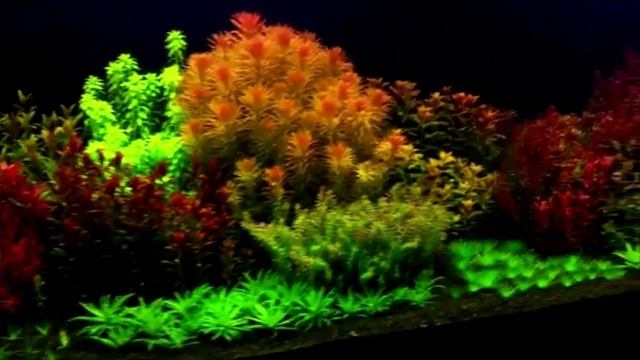 Abono Potassium Seacheam Vs Flourish Seachem ¿Cuándo Hay Que Usarlos?