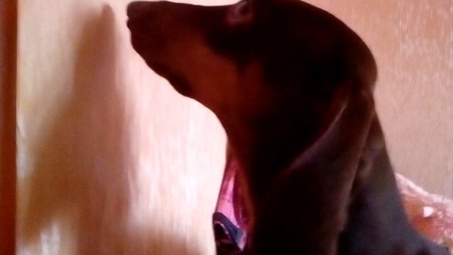 Закрили комнату сам дома план ? на Побег 20.04.18. смотреть онлайн