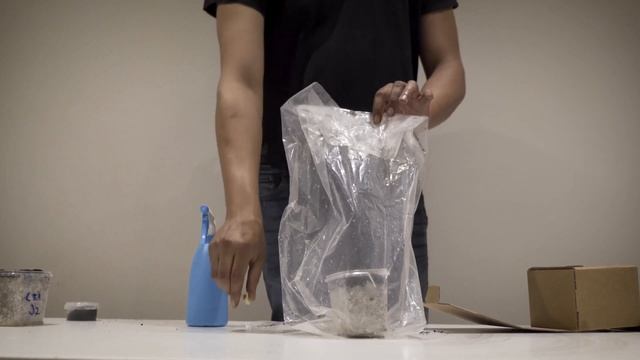 Copelandia Cyanescens Mushroom Grow Kit instructional Video with Harvest смотреть онлайн