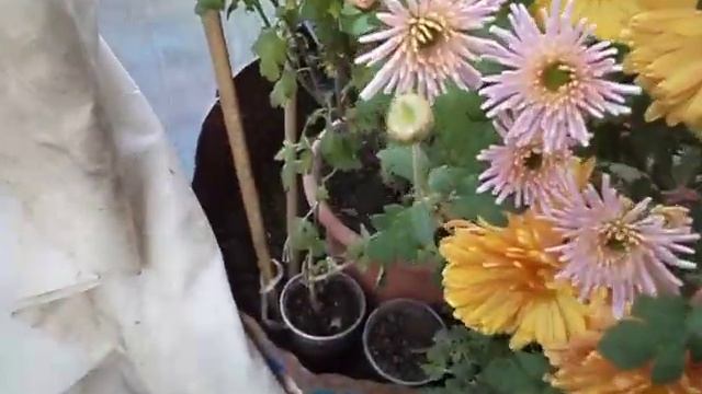 Хризантемы осенью 2020 года. Часть 1
