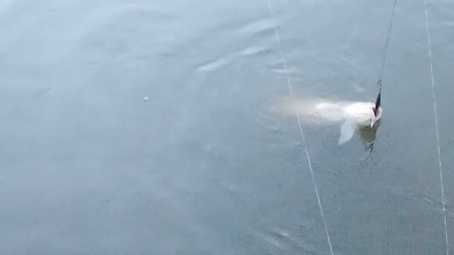 Карп 4.300 и 10.300 на бойл Макушатник смотреть онлайн