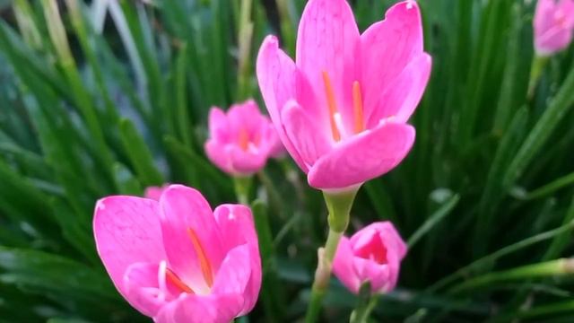 The flowers grow Color blooming roses Okkid Grass flower Jasmine/ Vlogger cambo смотреть онлайн