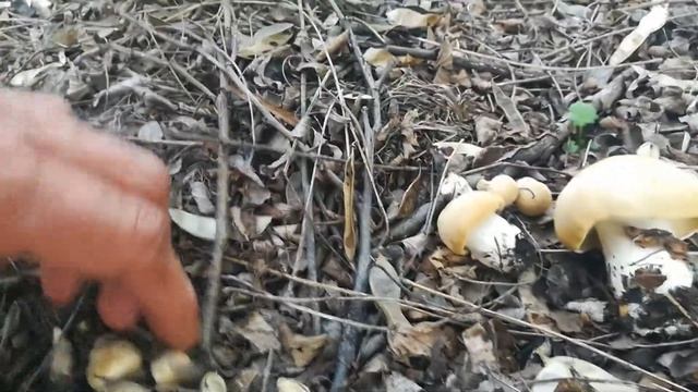 Майская рядовка! 22.5.2022г!