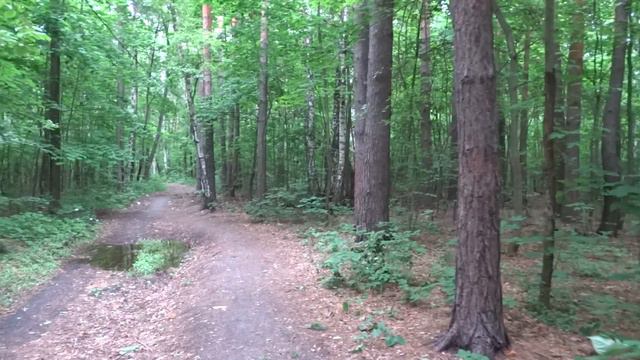 ПОХОД В ЛЕС. КРАСИВАЯ ПРИРОДА .HIKING IN THE FOREST. BEAUTIFUL NATURE смотреть онлайн