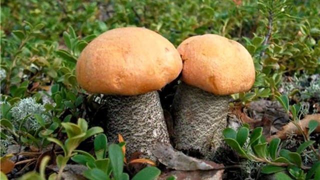 Готовим быстро и весело 